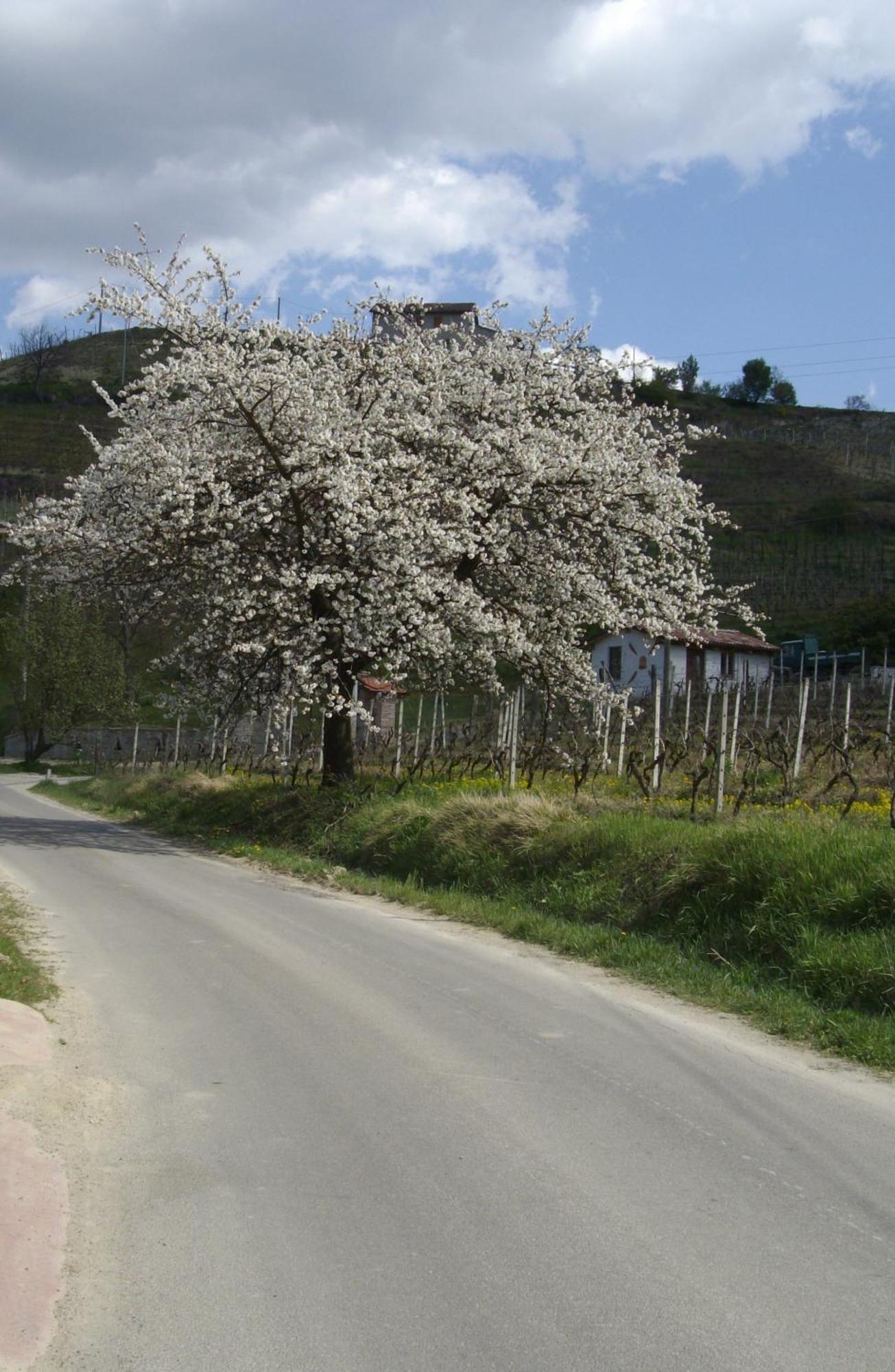 La Martinella Villa Canelli Kültér fotó