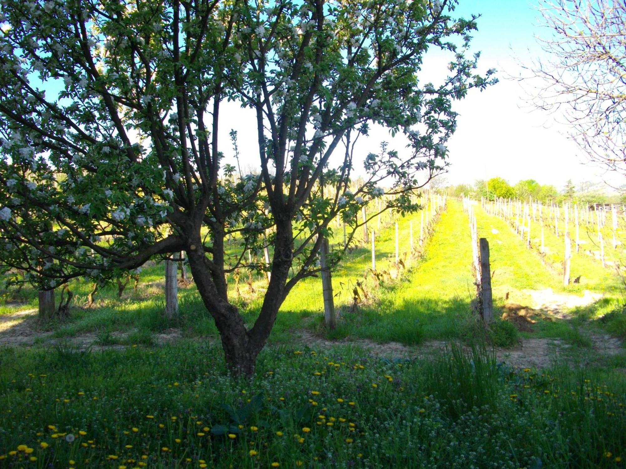 La Martinella Villa Canelli Kültér fotó